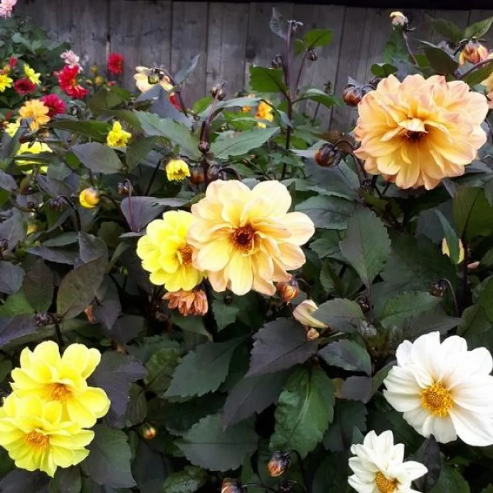 Lågväxande dahlia 'Bloody Mary' – blandning