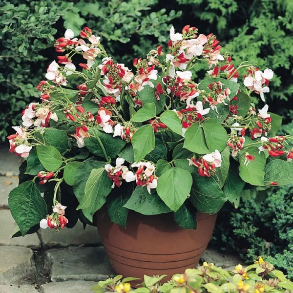 Rosenböna 'Hestia'