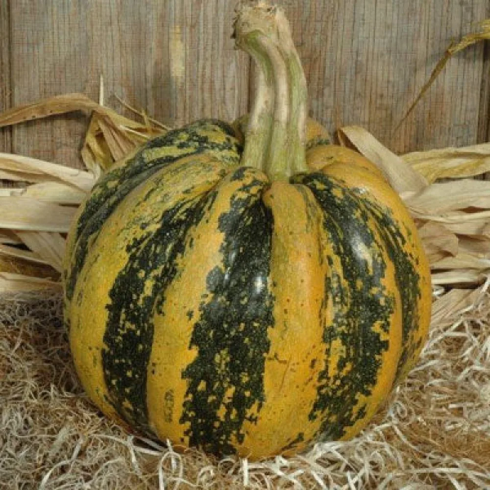 Pumpa 'Tonda Padana'