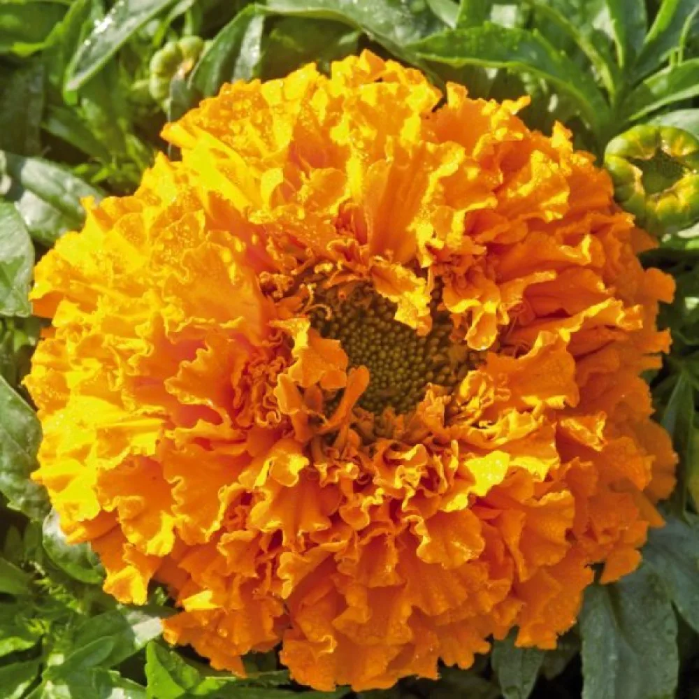 Afrikansk tagetes 'Cupid Orange'