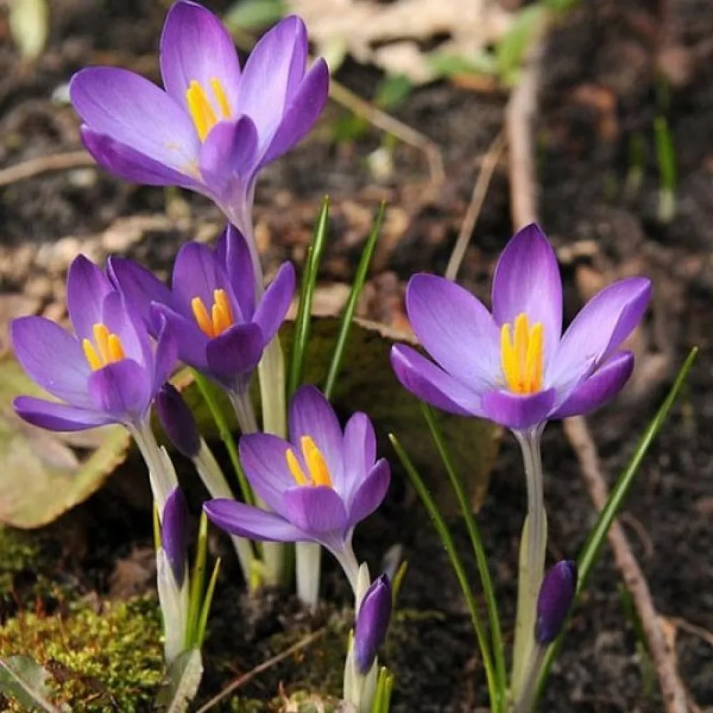 Krokus tommasinianus 'Whitewell Purple'