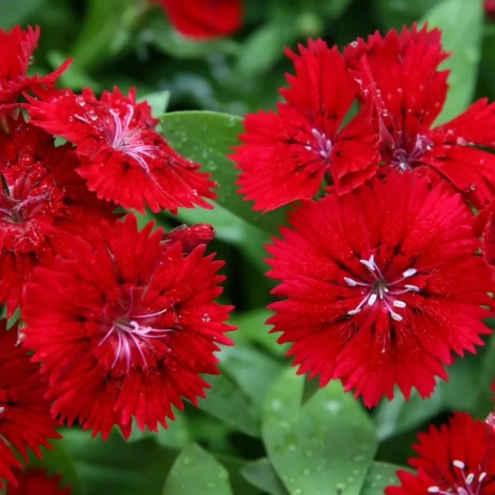 Borstnejlika 'Scarlet Beauty'