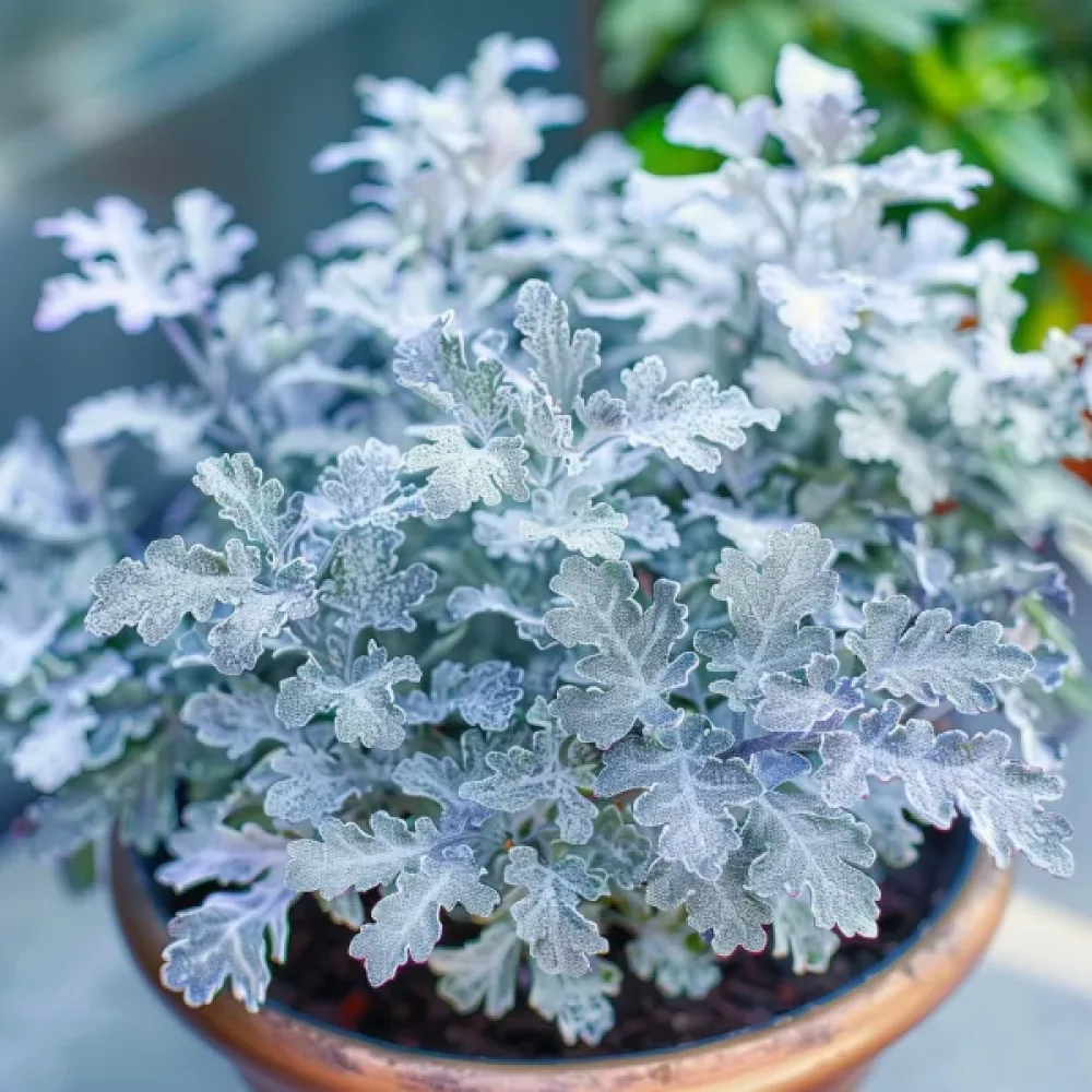 Silverek 'Candicans'