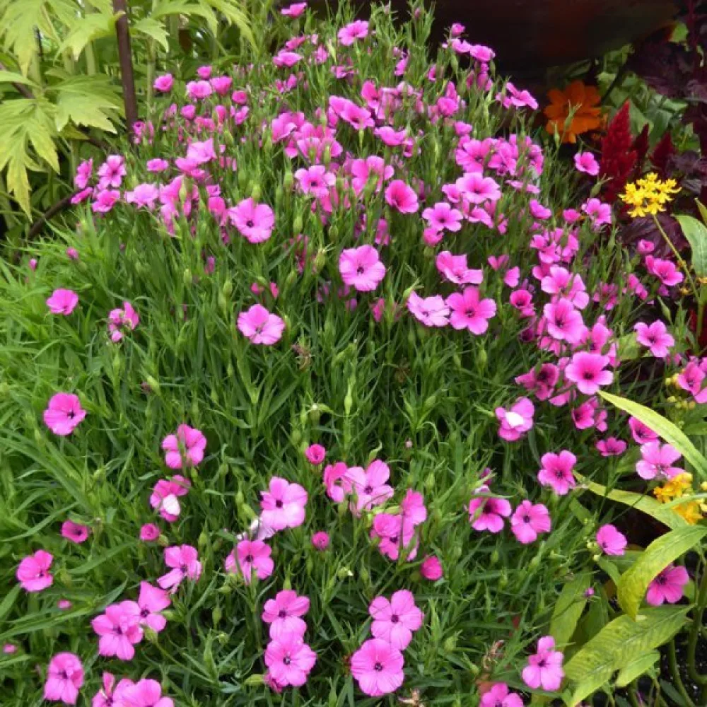 Viskaria 'Rose Beauty'
