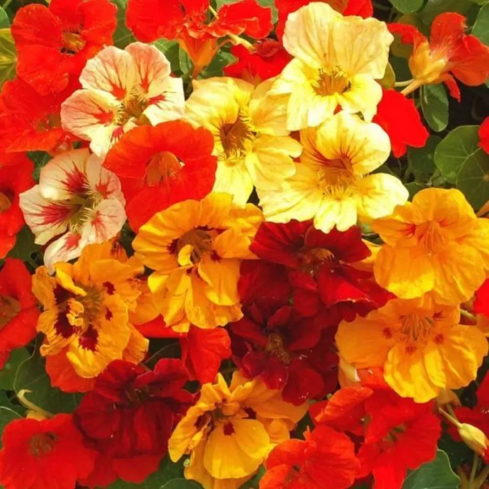 Krasse 'Jewel' (blandning)