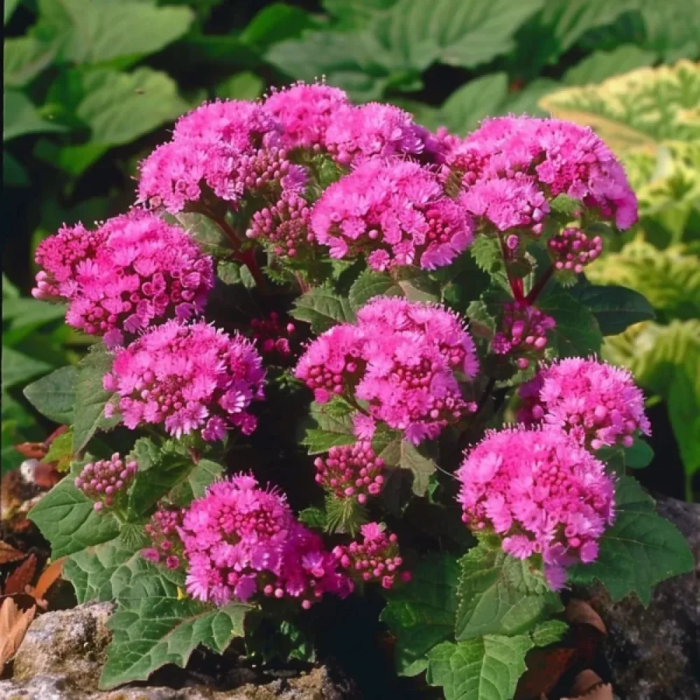 Leverbalsam – rosa
