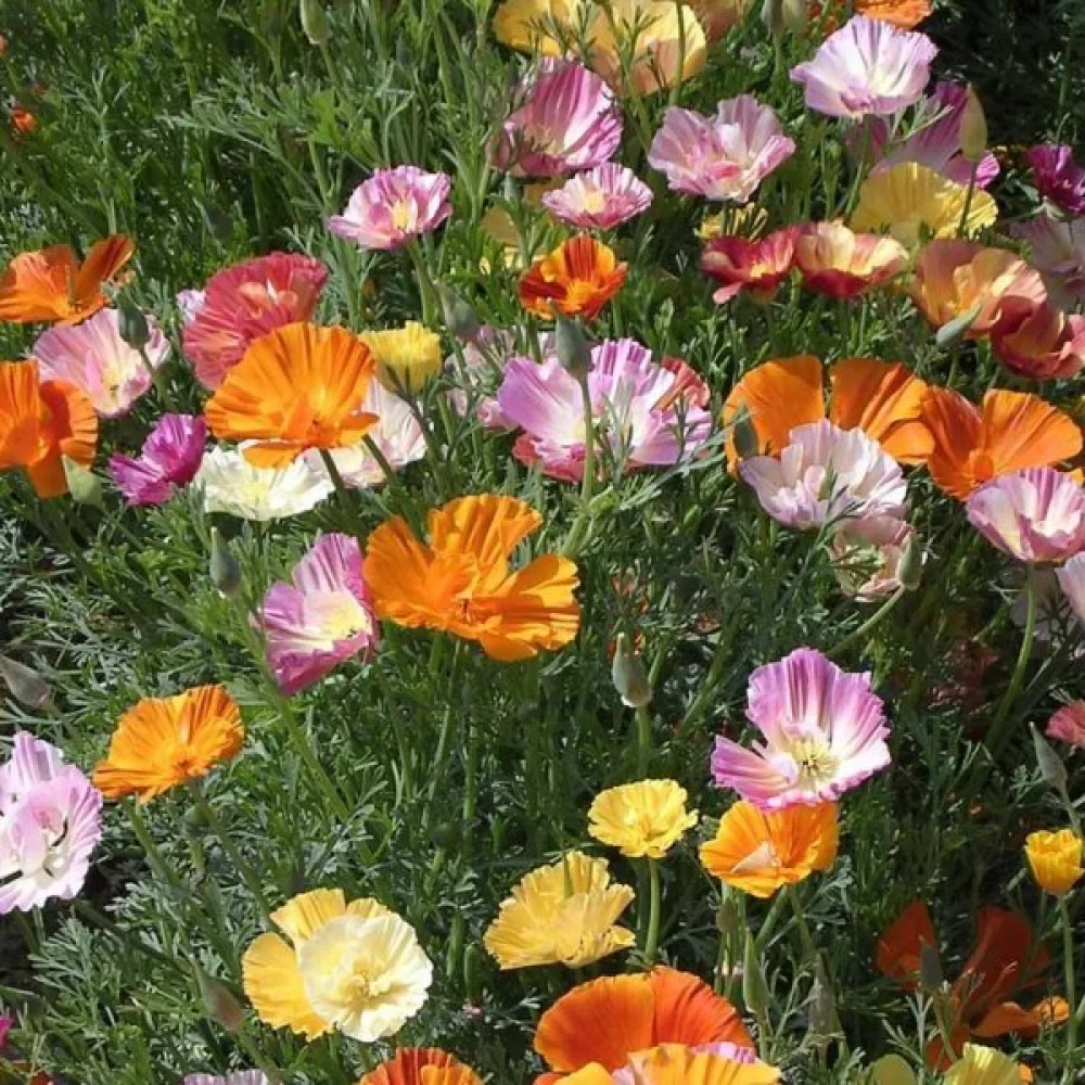 Sömntuta 'Ballerina', mix