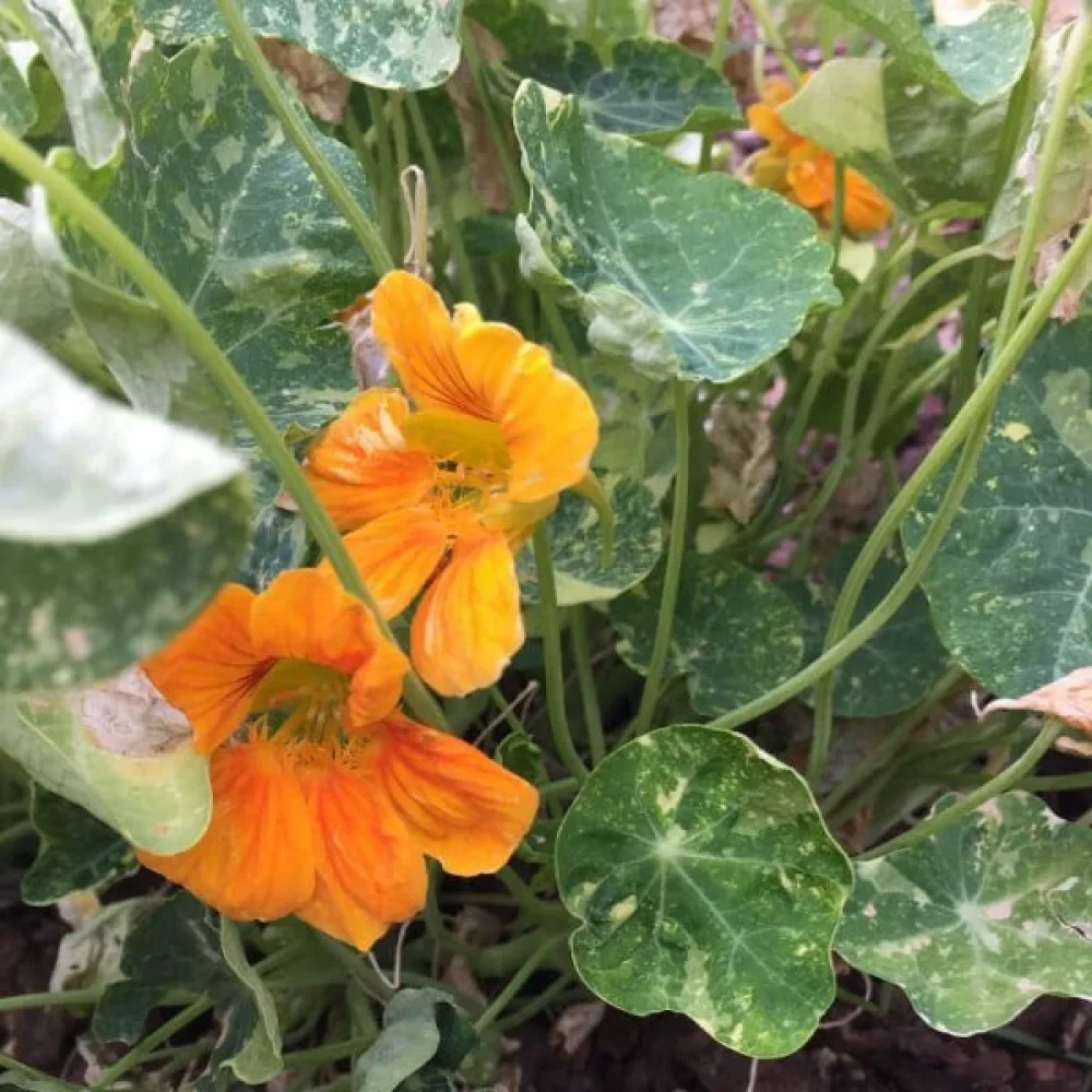 Krasse 'Tip-Top Orange'