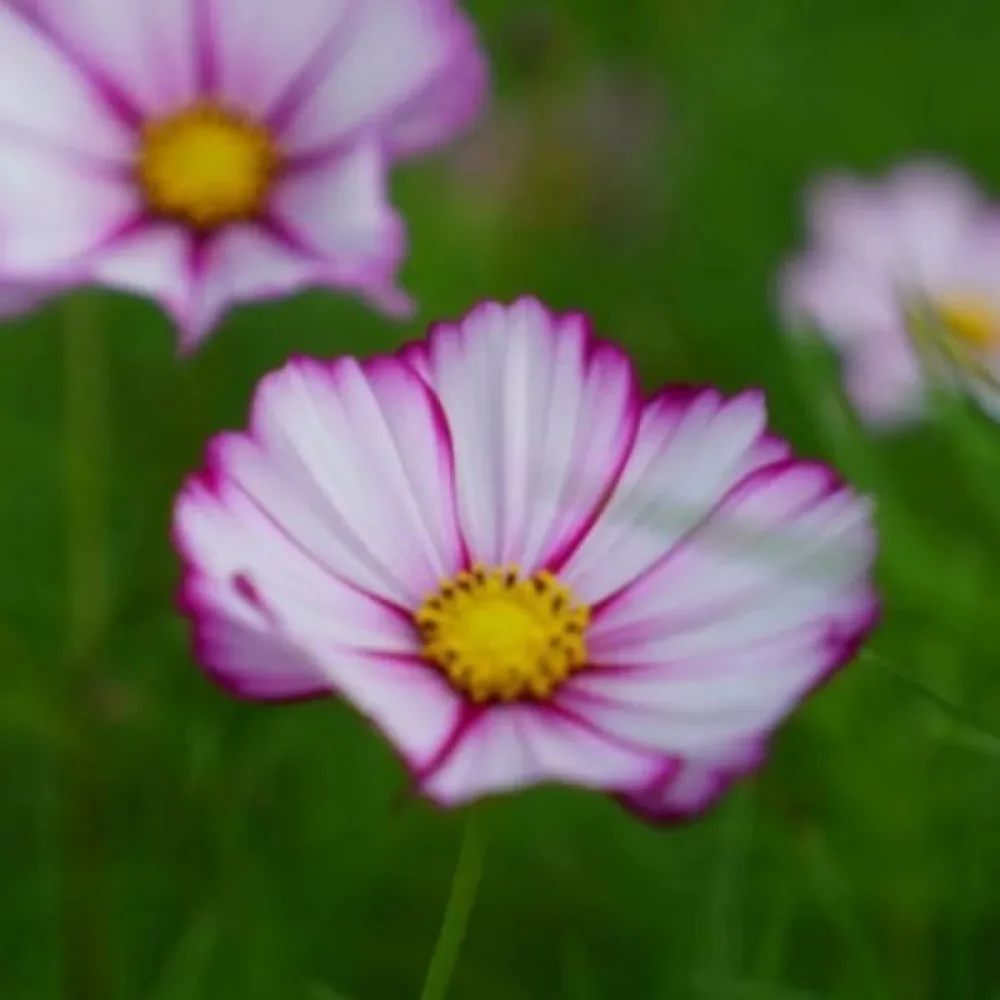 Rosenskära 'Candy Stripe' vit