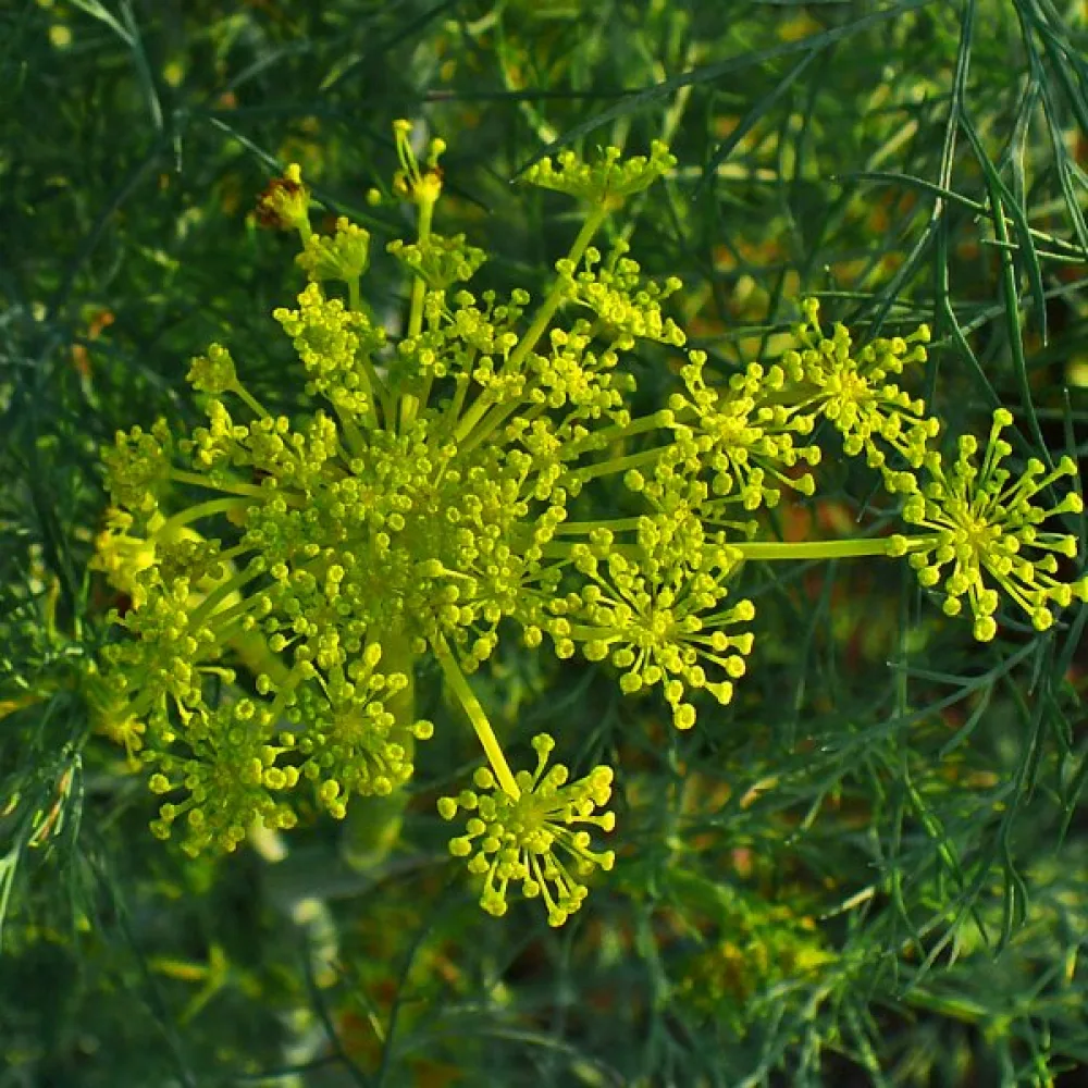 Dill Anethum graveolens