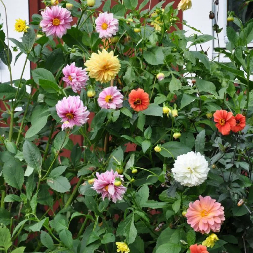 Hög dahlia 'Decorative Giants' – mix