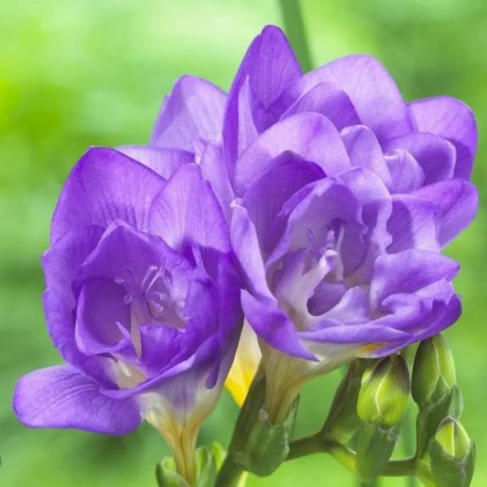 Fresia 'Double blue'