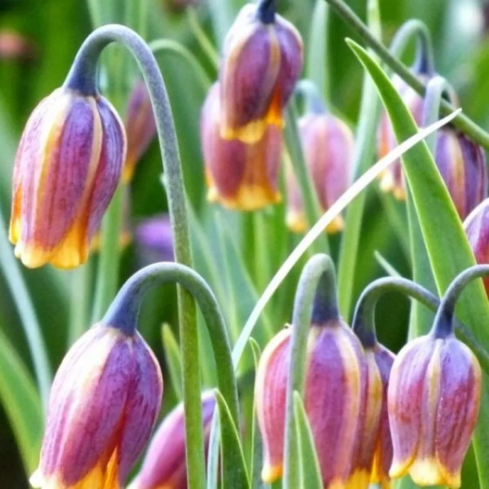 Fritillaria 'Uva Vulpis'