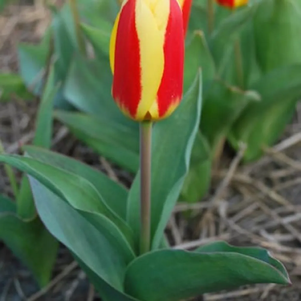 Tulpan 'Stresa'