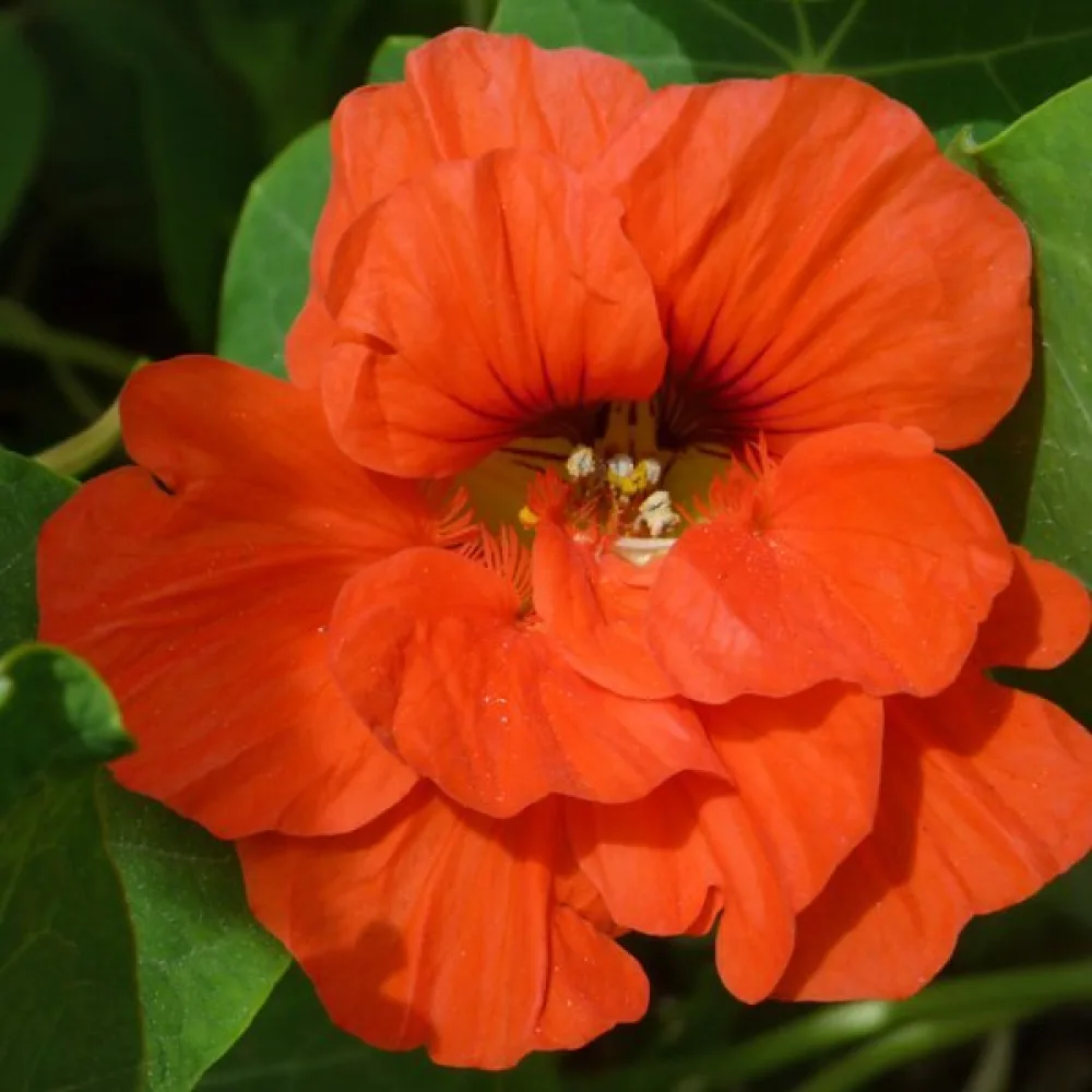 Krasse 'Tip-Top Orange'