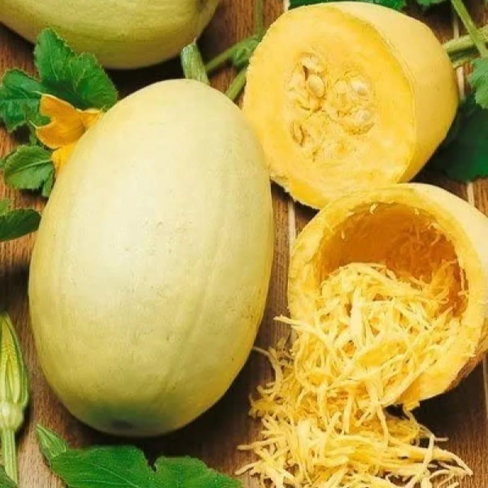 Spaghettipumpa 'Makaronowa Warszawska'