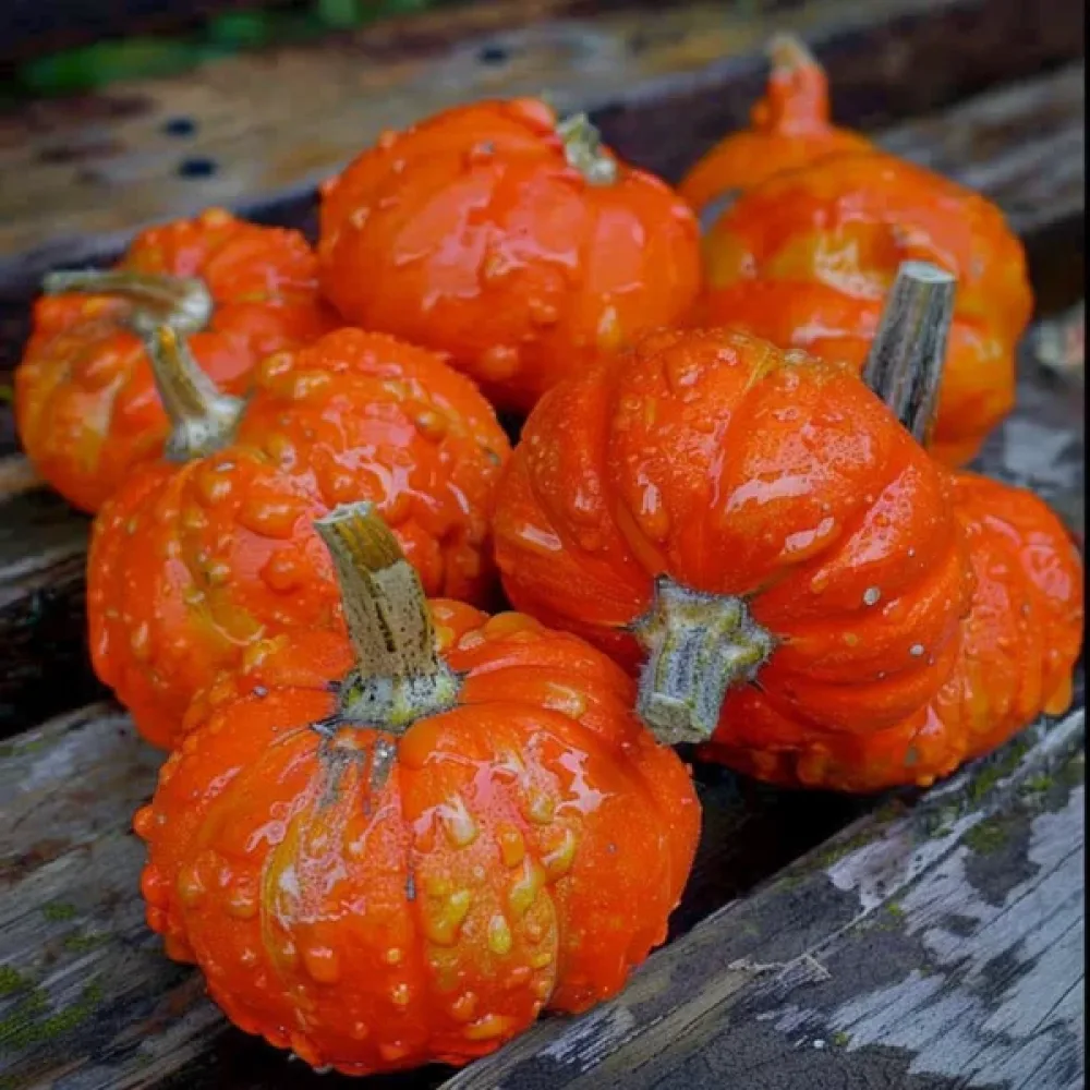 Turbanpumpa 'Mini Red'