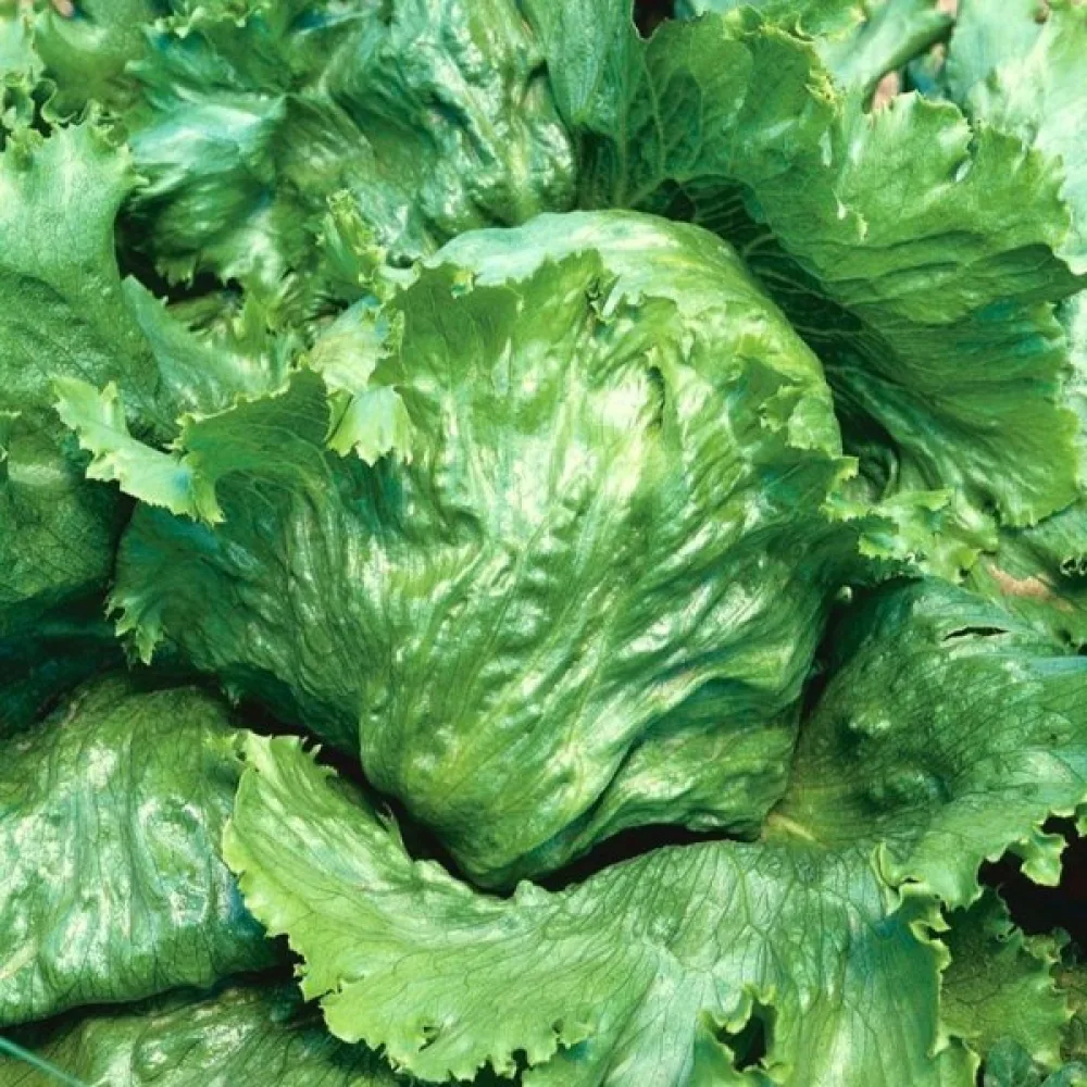 Isbergssallat 'Great Lakes 118'