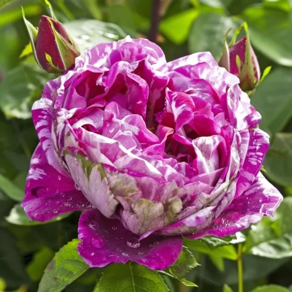 Ros 'Fragrant Avalanche'