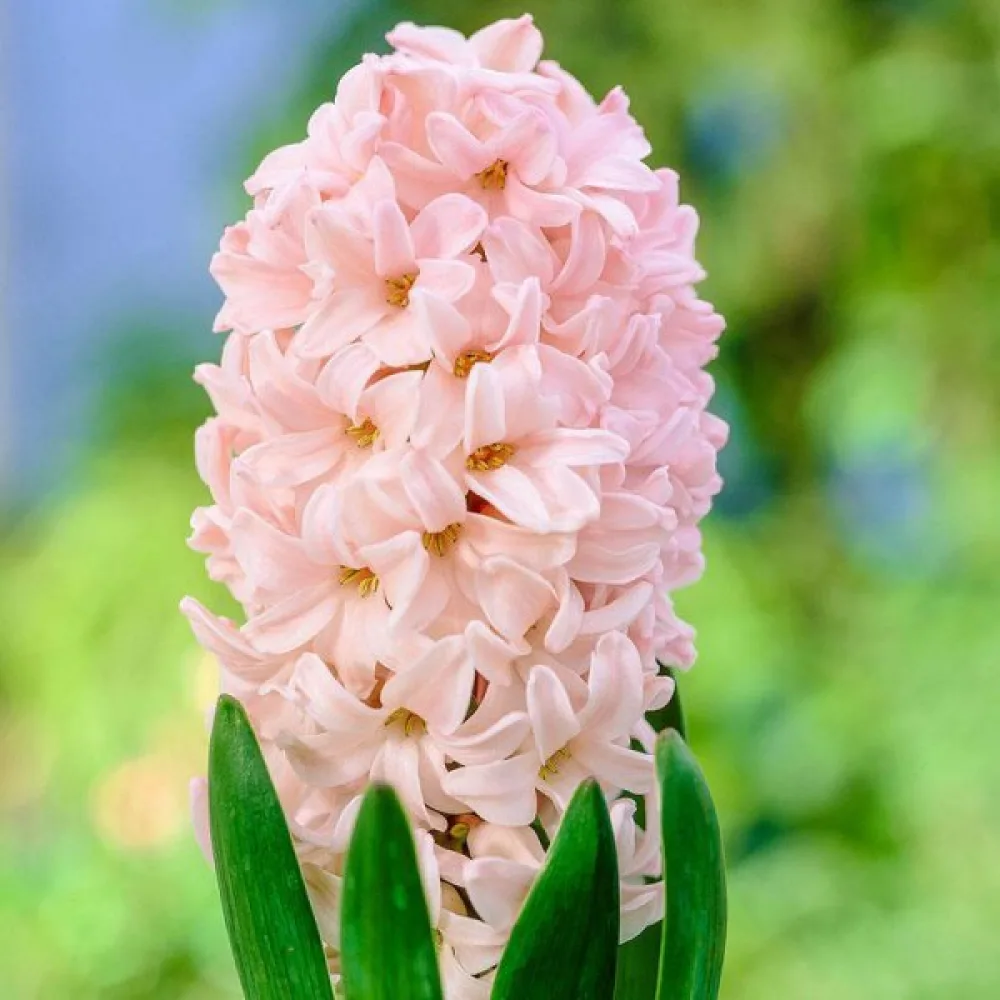 Hyacint 'Apricot passion'