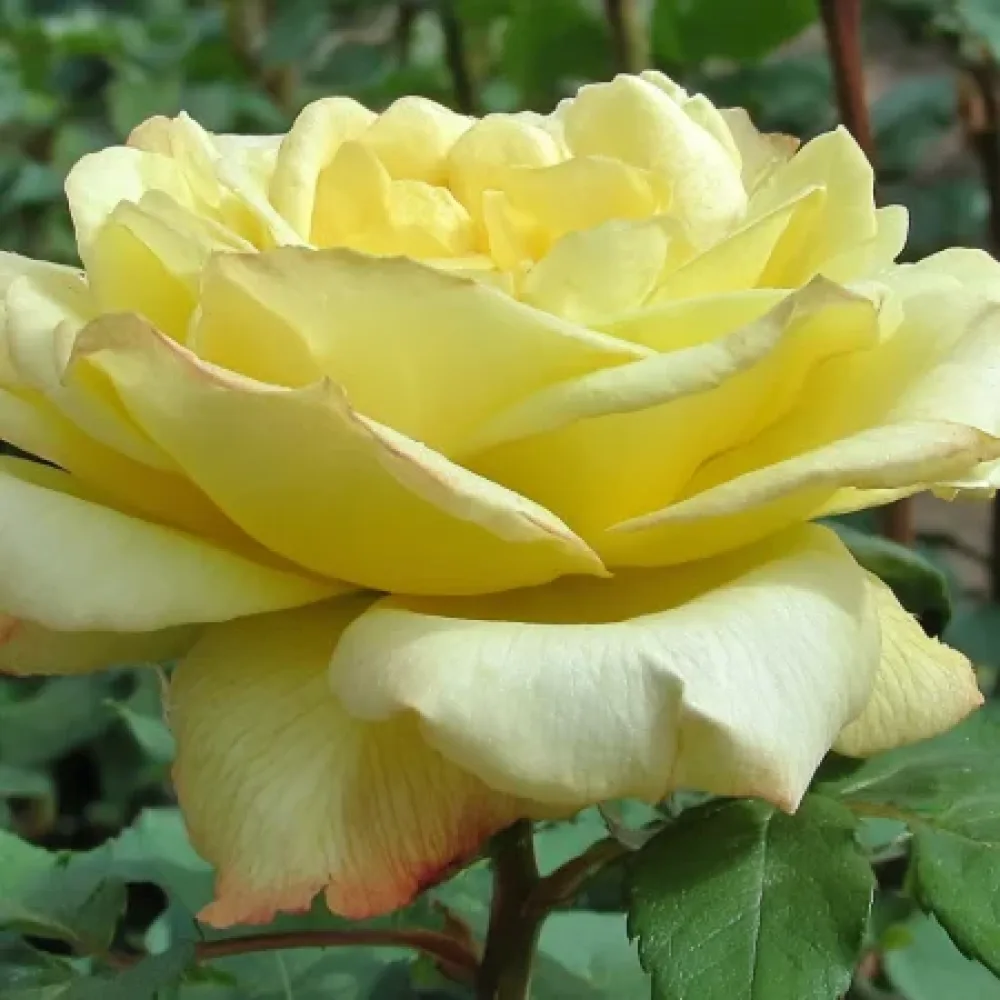 Ros 'Radiant Gold' – barrotad