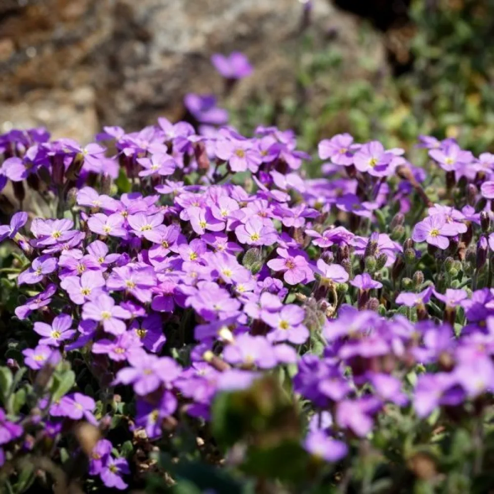 Aubrietia – mix