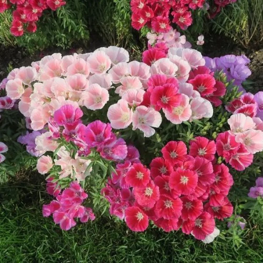 Atlasblomma 'Monarch Dwarf', mix