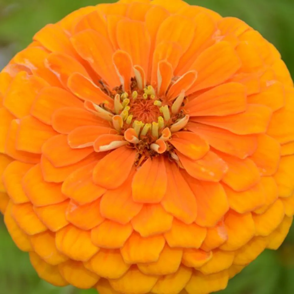 Zinnia 'Orange King'