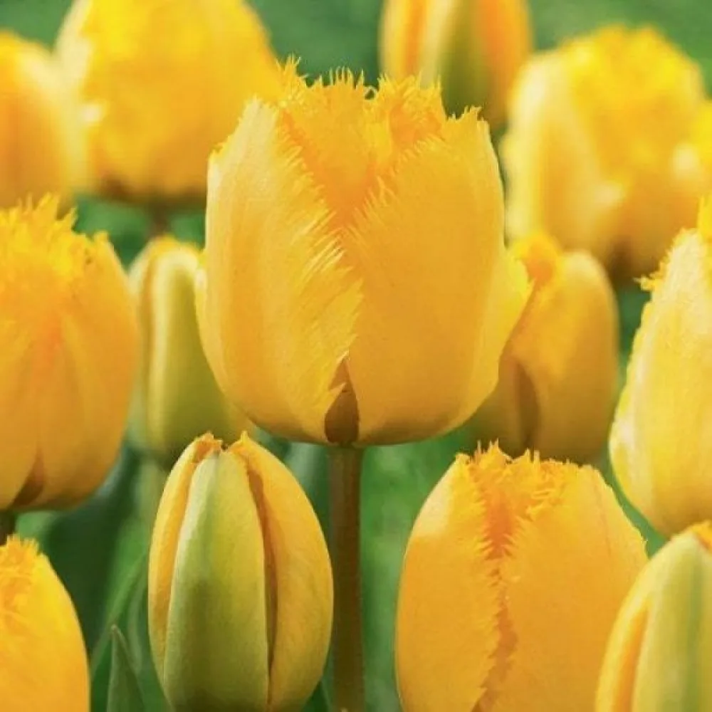 Tulpan 'Crystal star'