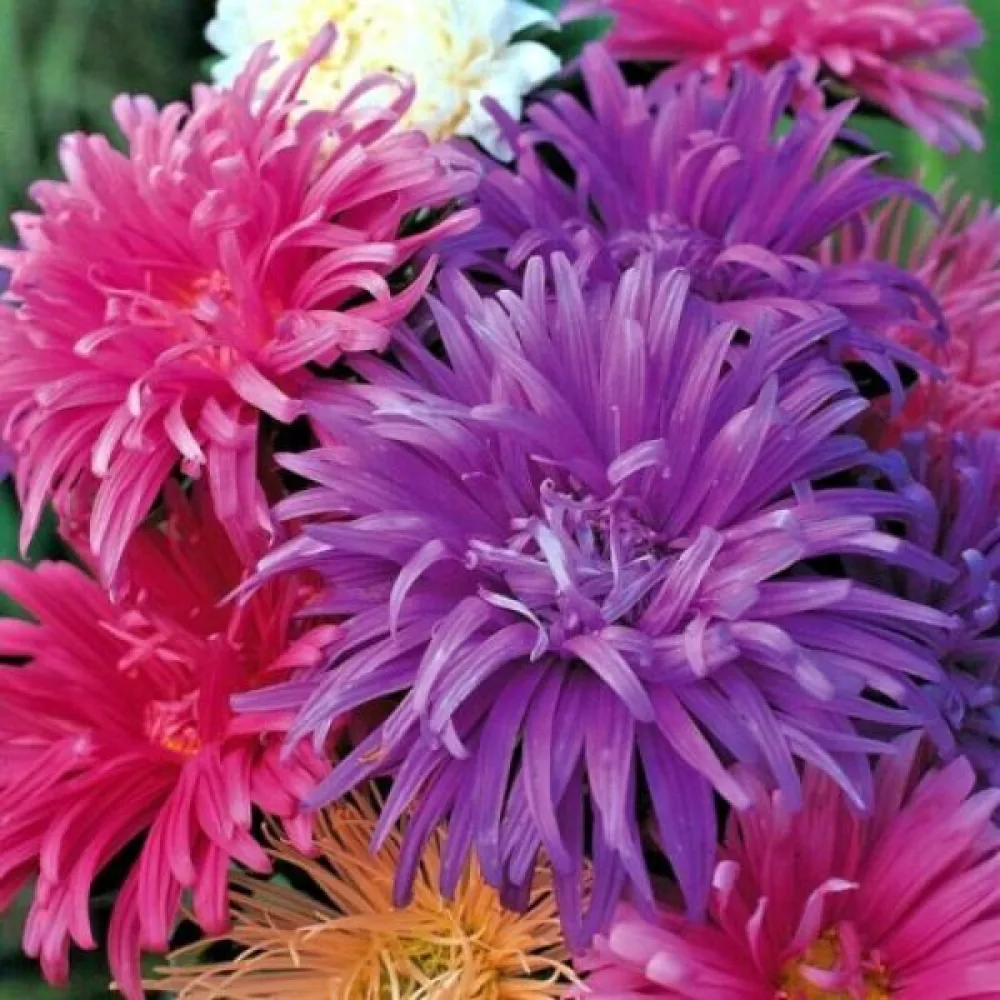 Sommaraster 'Ostrich Plume' mix