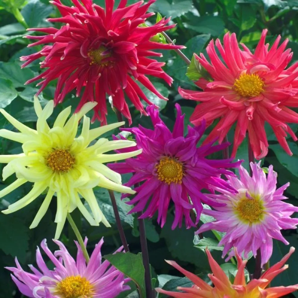 Hög dahlia 'Cactus' – mix