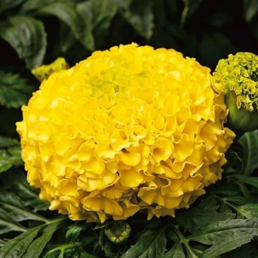 Afrikansk tagetes 'Mary Helen'