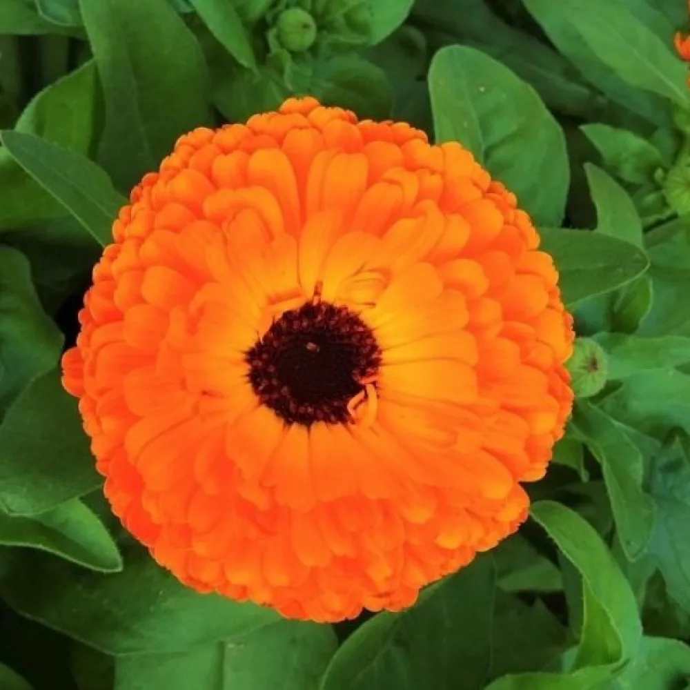 Ringblomma Calendula officinalis, fylld orange