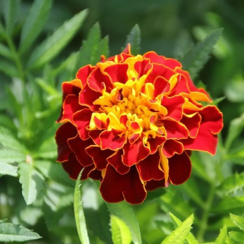 Fransk tagetes 'Red Brocade'