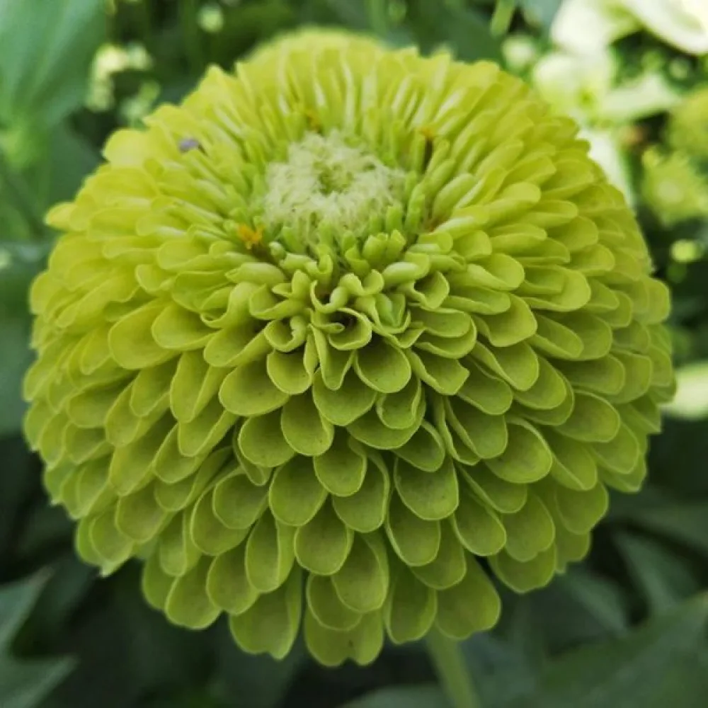 Zinnia 'Envy'