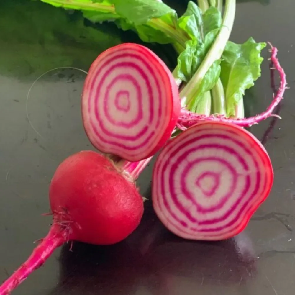 Rödbeta 'Tonda di Chioggia'