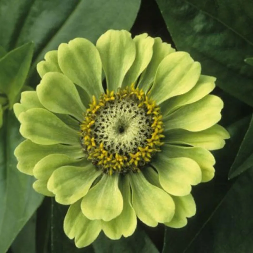 Zinnia 'Envy'