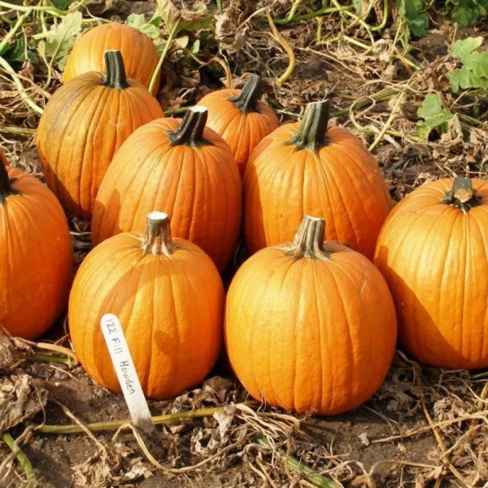 Pumpa 'Howden' 6–11 kg