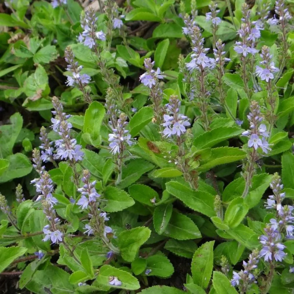 Humlesuga Betonica officinalis