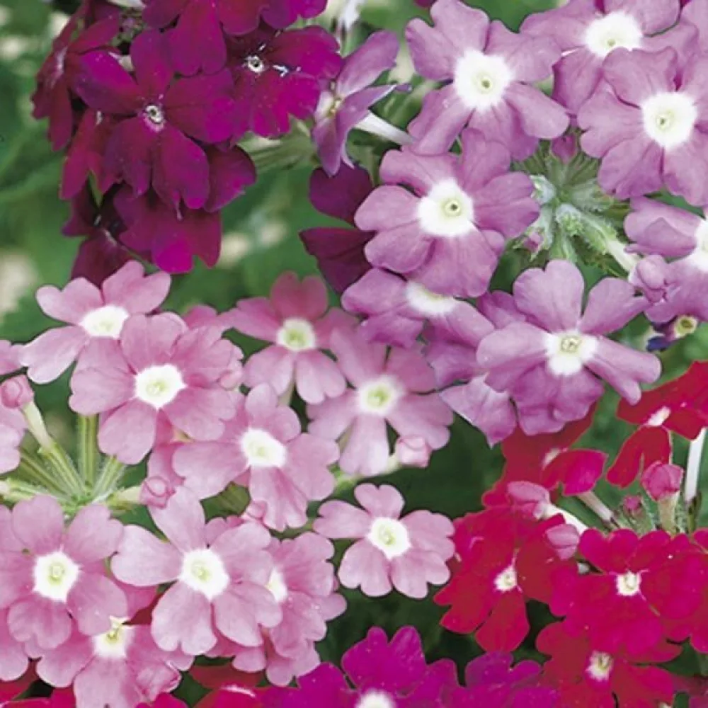 Verbena 'Sparkle' (blandning)