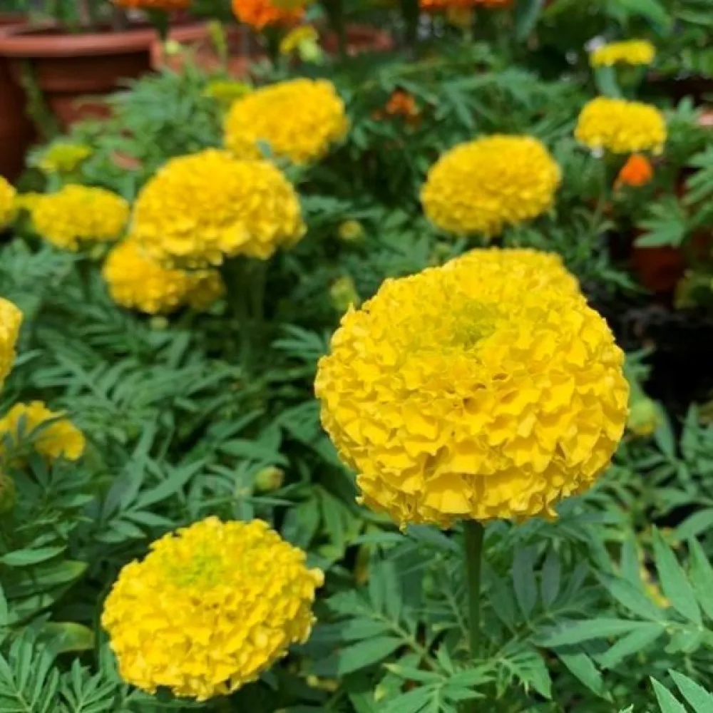 Afrikansk tagetes 'Smiles Golden'