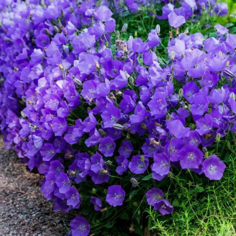 Karpatklocka Campanula carpatica – blå