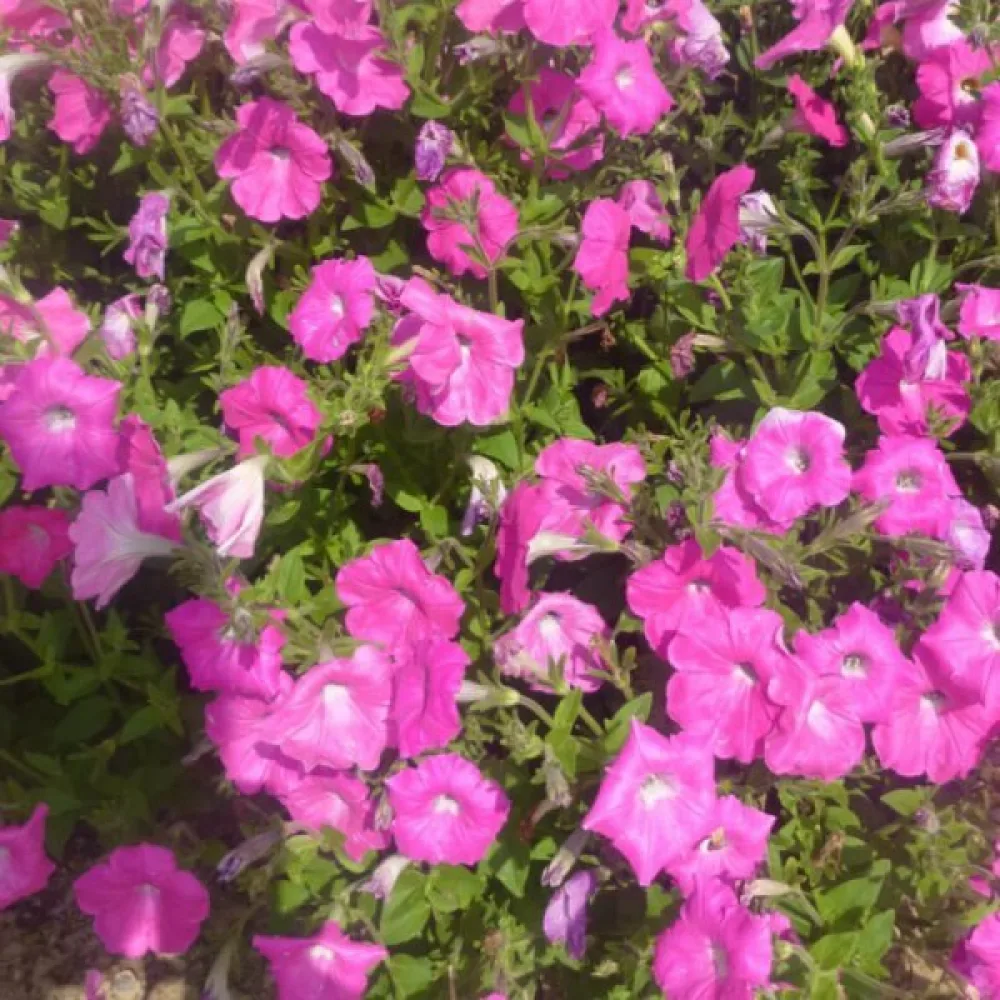 Petunia 'Rose of Heaven'