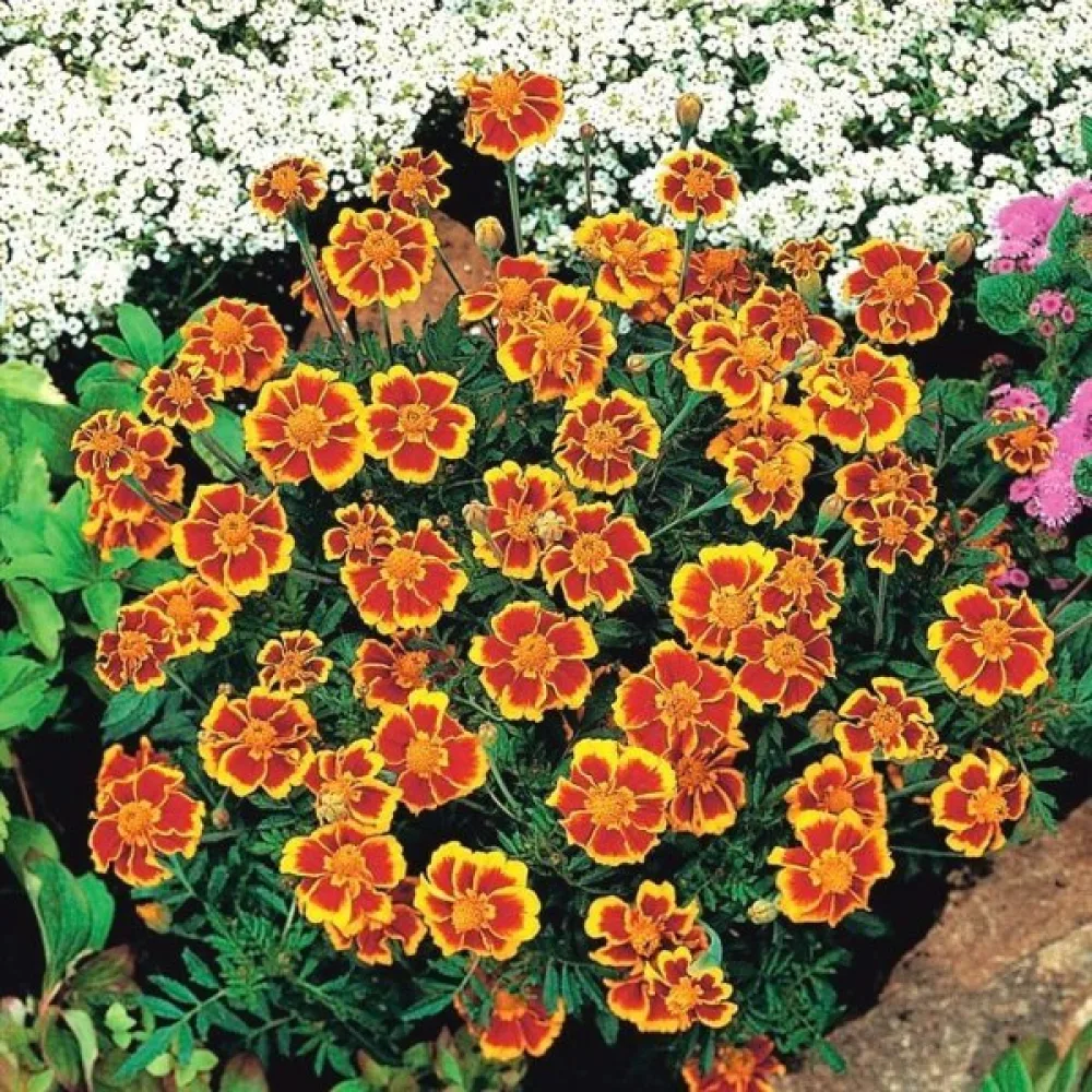 Fransk tagetes 'Dainty Marietta'