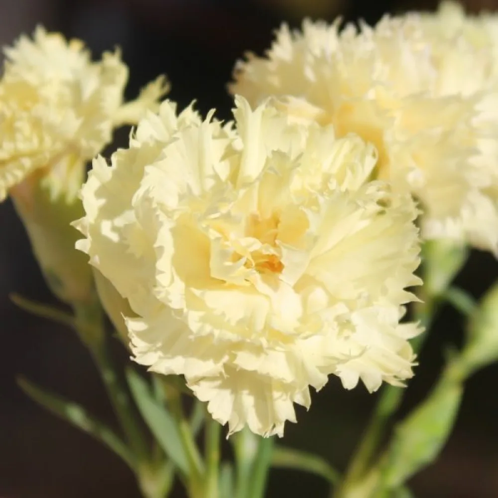 Nejlika Chabaud 'Marie Chabaud'