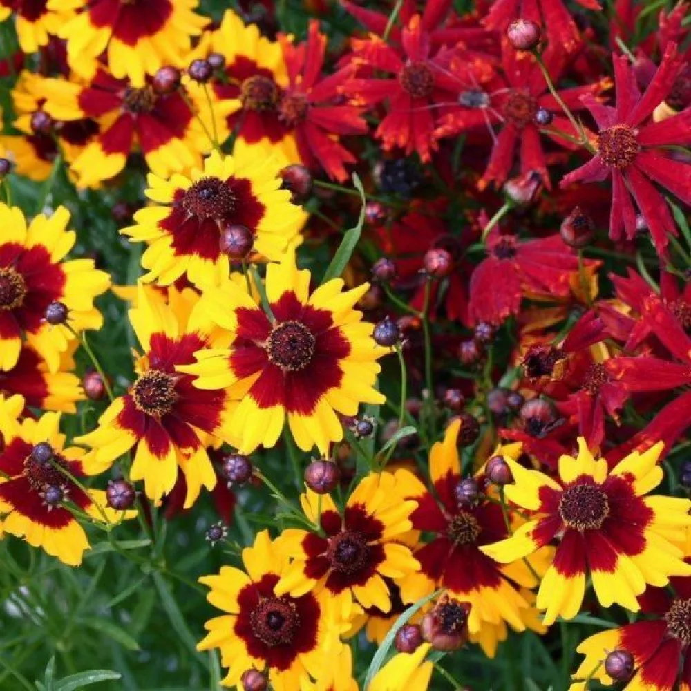 Flicköga 'Radiata' mix