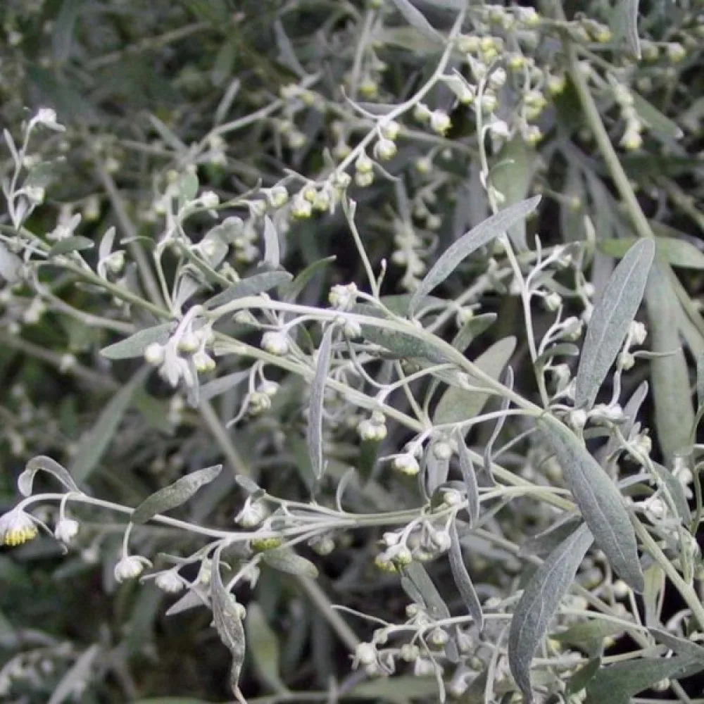 Malört Artemisia absinthium