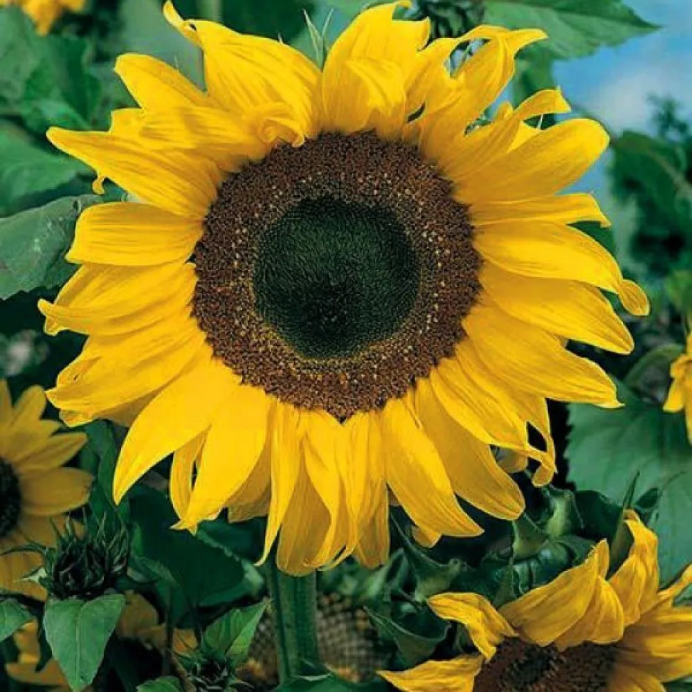 Solros 'Uniflorus Giganteus', vit