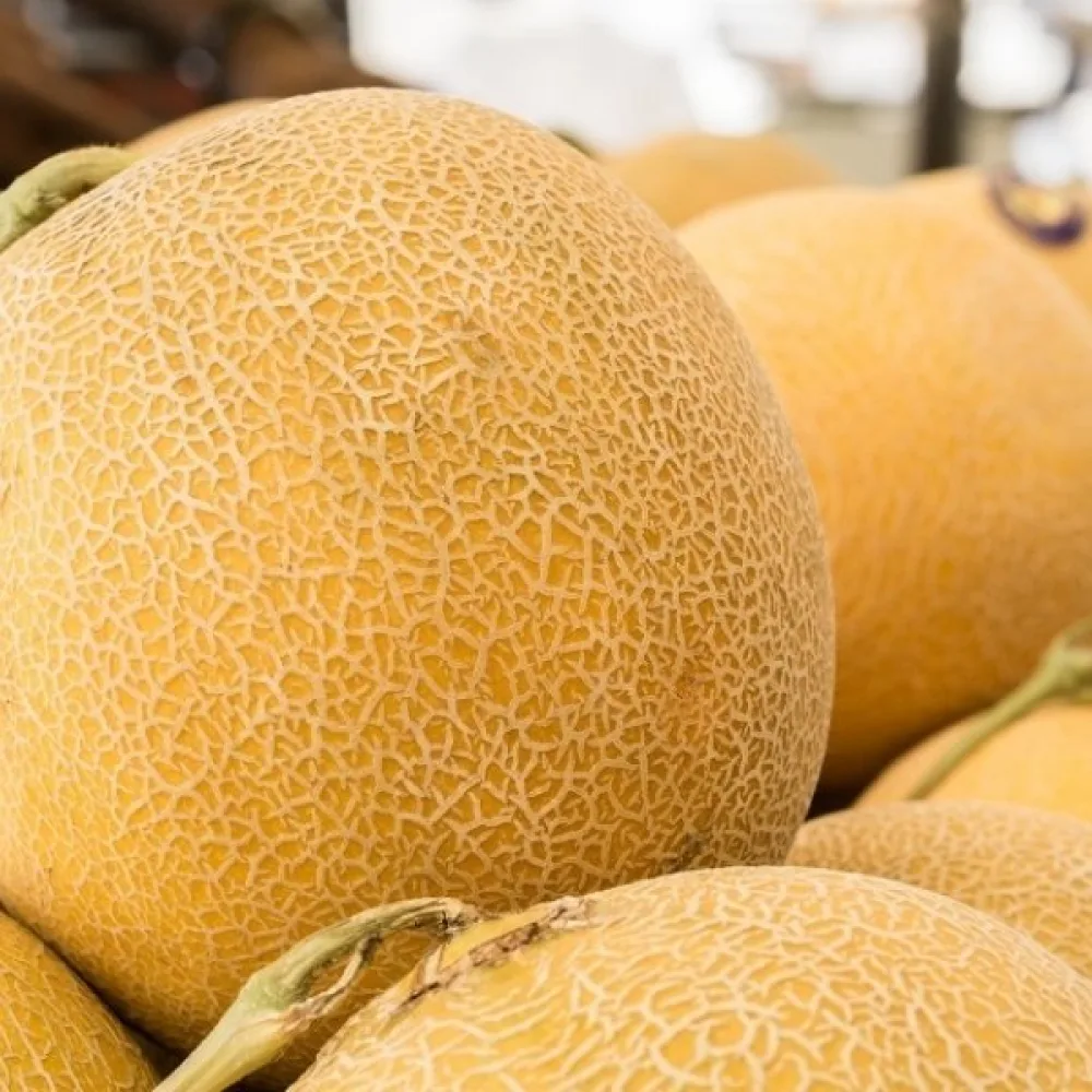 Melon 'Junior'