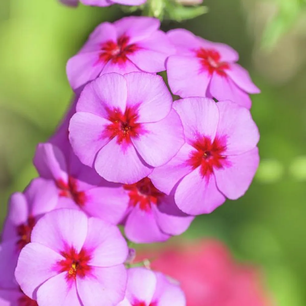 Sommarflox 'Brilliant Rose'